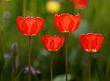 Blume DDD_3640 Kopie.jpg   26.04